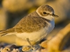 Snowy Plover in warm morning light.