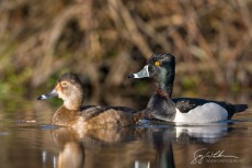 Ring-necked Ducks