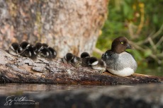 Common Goldeneye Duckling Roost
