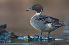 Pintail, Male