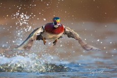 Leap