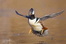 Hooded Merganser, Landing Gear Out