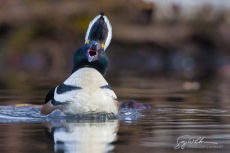 Hooded Merganser Display II