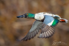 Shoveler Flight