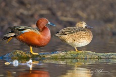 Cinnamon Teal