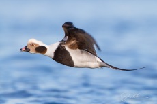 Long-tailed Duck, Male, Basic Plumage