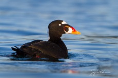 Surf Scoter, Male