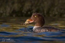 Female Barrow's with Crab