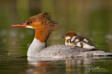 All Aboard! Common Merganser with chick