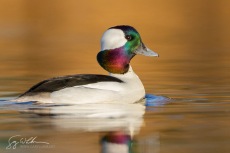 Bufflehead, Male