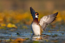 Wing Flap