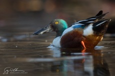 Northern Shoveler