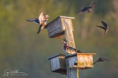 Nest Box Battle