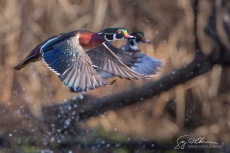Flight