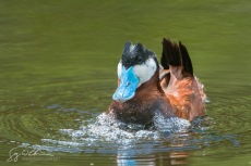 Ruddy Duck Bubble Display