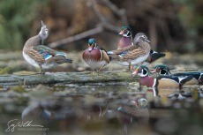 Wood Duck Gathering