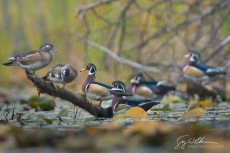 Wood Duck Gathering II
