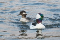 Bufflehead