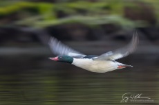Male Common Merganser Flight Pan