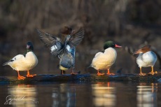 Common Mergansers, Spotlit