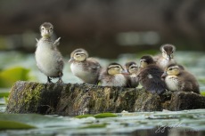 Wood Duck Ducklings