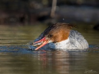 Female Common Merganser with fish
