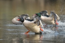 Mirror Common Mergansers