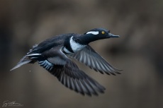 Male Hooded Merganser flying