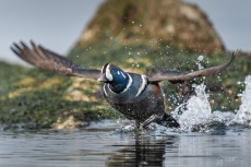 Harlequin Duck takes flight