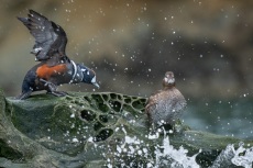 Harlequin Duck male and female