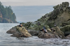 Harlequin Duck gathering