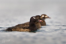 White-winged Scoters: Male, Female, Juvenile
