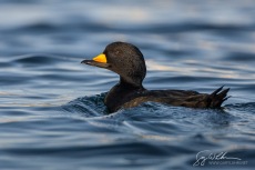 Male Black Scoter, Puget Sound