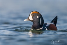 Male Harlequin Duck II
