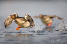 Female Red-brested Mergansers Flight