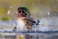 Splash