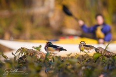 Kayaker at Wood Duck Roost