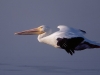 White Pelican. Headed for a roost after an early morning feed. Ding-Darling National Wildlife Refuge, Sanibel Island, Florida.