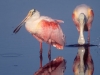 Roseate Spoonbills. Early morning light reflections in the still water of Ding-Darling NWR. Sanibel Island, FL.