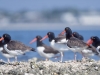Observed while on a kayak paddle from Cedar Key, American Oystercatchers assemble at an oyster bar. Cedar Key, Florida.