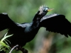Drying it wings after feeding, a breeding plumage Anhinga. Shark Alley, Everglades National Park, FL.
