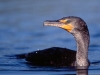 Double-crested Cormorant. Cormorants are abundant in the rich shallow water of Ding-Darling National Wildlife Refuge. Sanibel Island, FL.