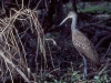 Limpkin. On one of my first paddles at Myakka, I was rewarded with my first of several sightings of a Limpkin. Myakka River State Park, FL.