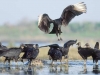 Black Vultures. These black vultures surround a soft-shell turtle carcass on the shore of Upper Myakka Lake. Opportunities to view wildlife in action is one of the reasons Myakka SP was a personal favorite. Myakka River State Park, FL.