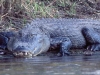 Down the Myakka River, an alligator bellowed. I paused in mid-paddle stroke, and looked up to see a gaping, toothy mouth - directed at me. Fortunately, the river was wide, perhaps 25 -30 yards at that point. I passed by easily in my kayak along the opposite bank. Like the boat tour guide says, \'This ain\'t no Disney world, and that ain\'t no Mickey Mouse.\' Myakka River SP, FL.