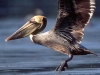 A group of Brown Pelicans at Ding-Darling NWR repeatedly took off and then plunged into the shallow water in search of a meal. Ding-Darling NWR, Sanibel Island, FL.