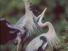 Male Great Blue Heron delivers a nest-building stick to a receptive female. Venice Rookery, Venice, FL.