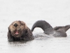 Sea Otter. Under a steady rain, Home Shore motors past a group of sea otters in West Chichagof, AK.