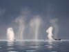 Sea of Smokes. Humpback Whales spout in Icy Strait, Southeast Alaska.