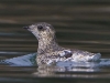 We saw more than a few Kittlitz\'s Murrelets. They may be doing well in the park, for now.